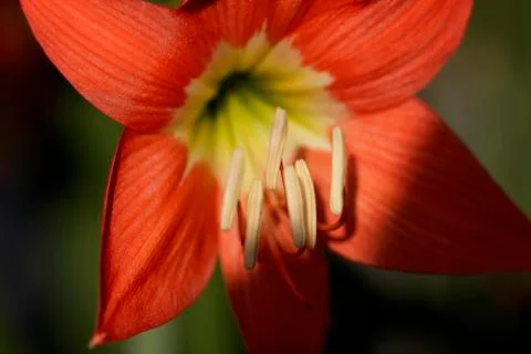 Lily flower Stock Photos