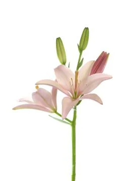 Lily flower Stock Photos