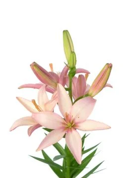 Lily flower Stock Photos