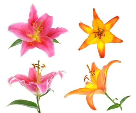 Lily flower Stock Photos