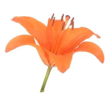 Lily flower Stock Photos