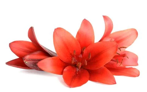 Lily flower Stock Photos