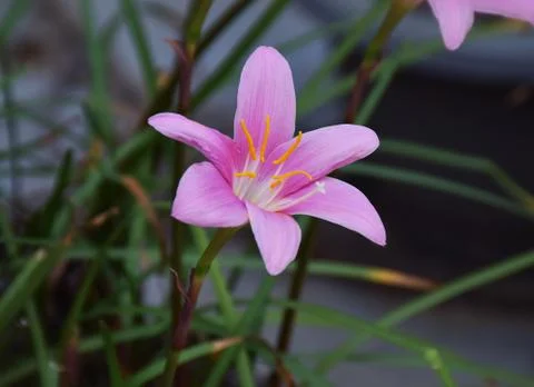 Lily Flower Stock Photos
