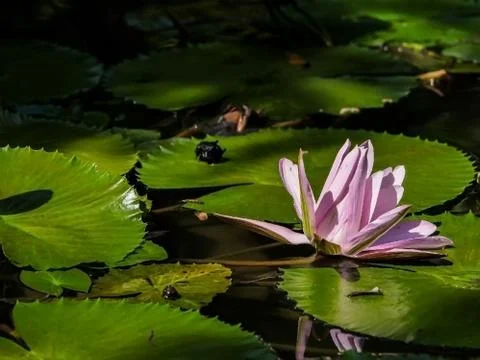 Lily flower Stock Photos