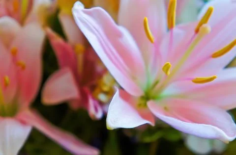 Lily Flower Stock Photos