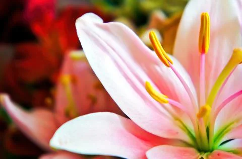 Lily Flower Stock Photos