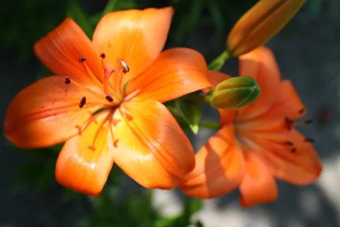 Lily flower Stockfoto's