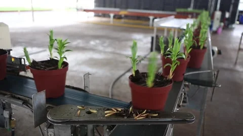 Lily flower pots passing on automatic conveyor belt factory Stock Footage 130867118
