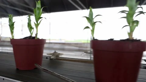 Lily flower pots passing on automatic conveyor belt factory Stock Footage 130867151