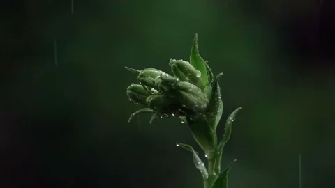 Lily flower in rain Stock Footage 90095214