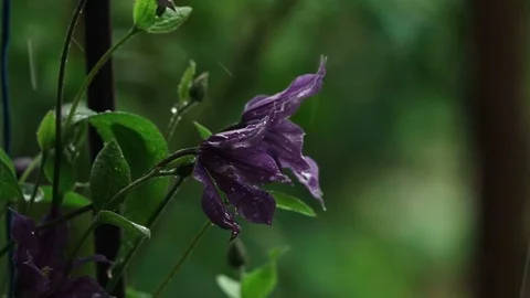 Lily flower in rain Stock Footage 90095324