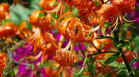 Lily flower in summer Stock Footage 59871647