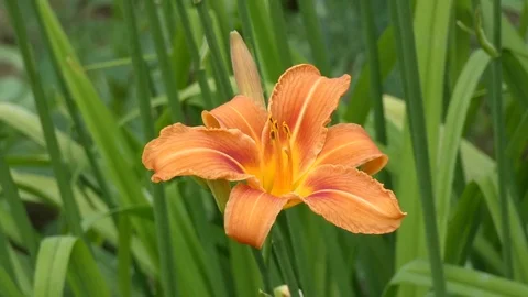 Lily Flower Sway in the Wind Stock Footage 77245940