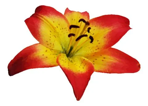 Lily Flower Vector Stock Illustration