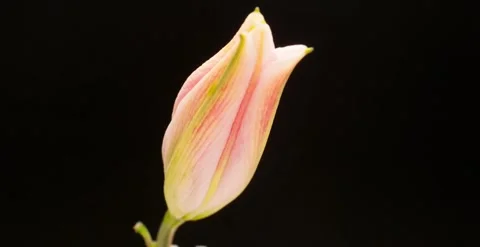 Lily Flowering Delay Video stock 312934927