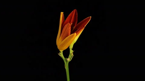 Lily Flowering Timelapse 4k Stock Footage 64885653