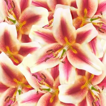 Lily flowers background Stock Photos