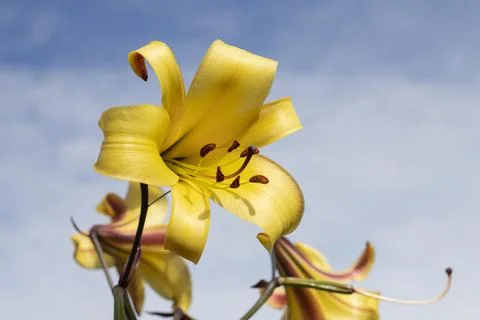 Lily flowers at blue sky Stock Photos