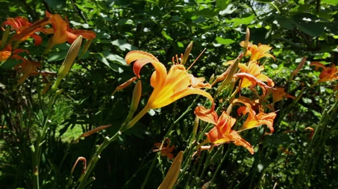Lily flowers - close up Stock Footage 39833009
