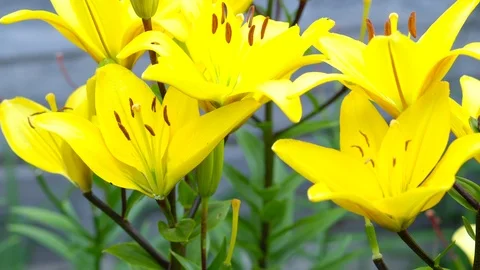 Lily flowers closeup in motion. Видео 112636470