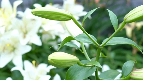 Lily flowers closeup in motion. Видео 112636485