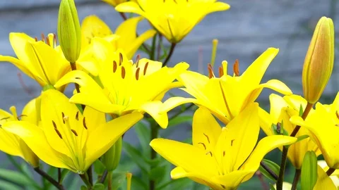Lily flowers closeup in motion. Видео 112636713