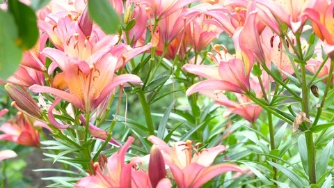 Lily flowers closeup in motion. Видео 112636937