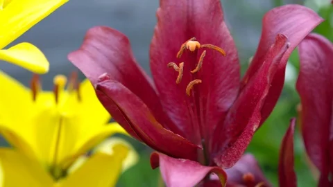 Lily flowers closeup in motion. Видео 112636991
