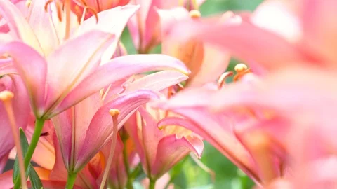 Lily flowers closeup in motion. Видео 112637100