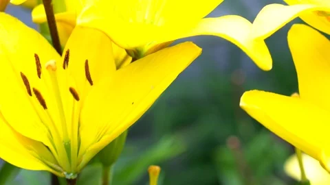 Lily flowers closeup in motion. Видео 112637264