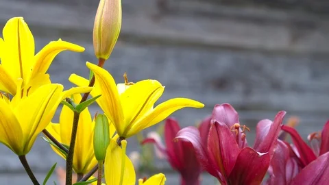 Lily flowers closeup in motion. Видео 112637440
