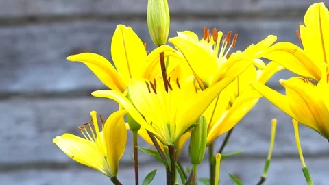 Lily flowers closeup in motion. Видео 112637470