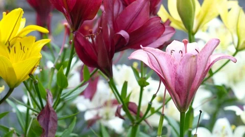 Lily flowers closeup in motion. Видео 112637508