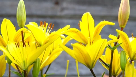 Lily flowers closeup in motion. Stockbeeldmateriaal 112637542