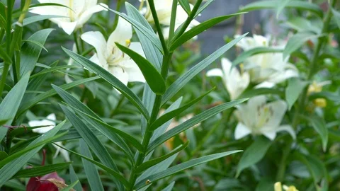 Lily flowers closeup in motion. Видео 112637552
