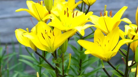 Lily flowers closeup in motion. Видео 112637683