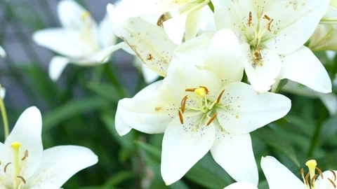 Lily flowers closeup in motion. Видео 112637743