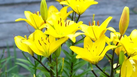 Lily flowers closeup in motion. Видео 112637852