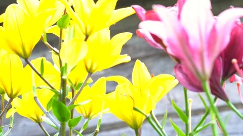 Lily flowers closeup in motion. Видео 112637955