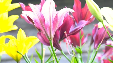 Lily flowers closeup in motion. Видео 112637968