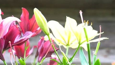 Lily flowers closeup in motion. Видео 112638032