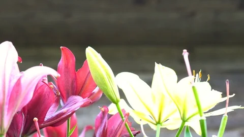 Lily flowers closeup in motion. Видео 112638185