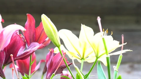 Lily flowers closeup in motion. Видео 112638283