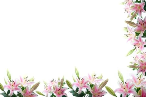 Lily flowers composition frame Foto stock