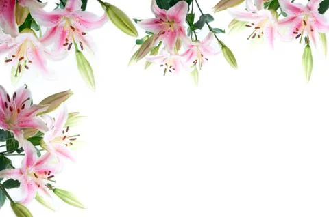 Lily flowers composition frame Stock Photos