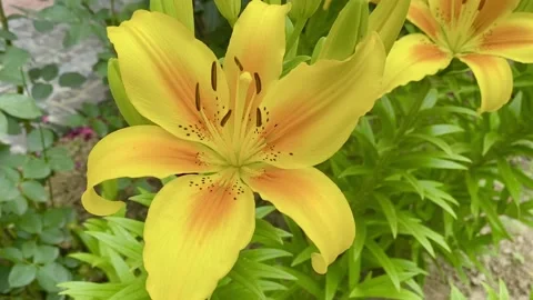 Lily flowers Stock Footage 137249834