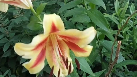 Lily flowers Stock Footage 313420794