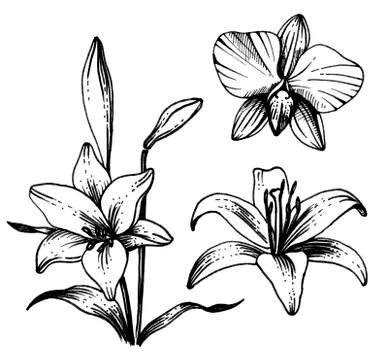 Lily flowers. Stock Illustration