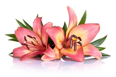 Lily flowers Stock Photos