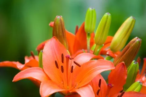 Lily flowers Stock Photos